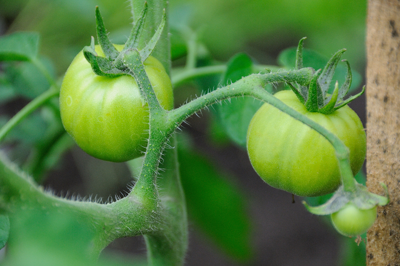Web-pomidorai